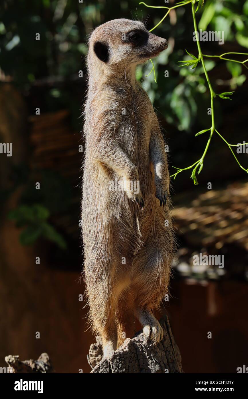 Alert African Meerkat si erge su un pezzo di legno e Orologio i suoi dintorni. Suricate è una piccola Mongoose con pelliccia marrone, occhi grandi e testa larga. Foto Stock