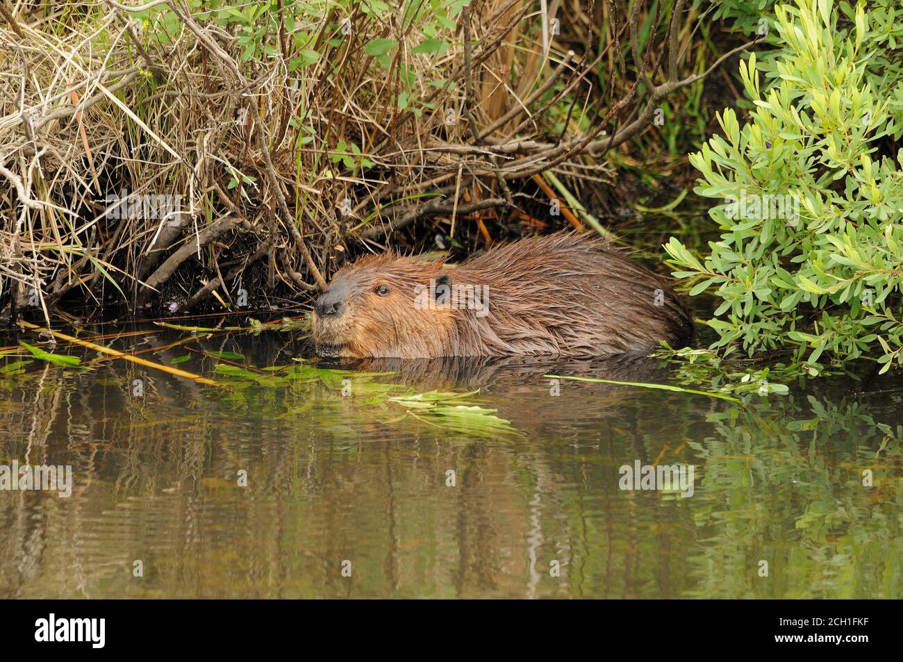 Beaver mangiare in acqua mostrando pelliccia marrone cappotto, corpo, testa, occhio, orecchie, naso, zampe, artigli con un verde fogliame sfondo e nel suo habitat e. Foto Stock