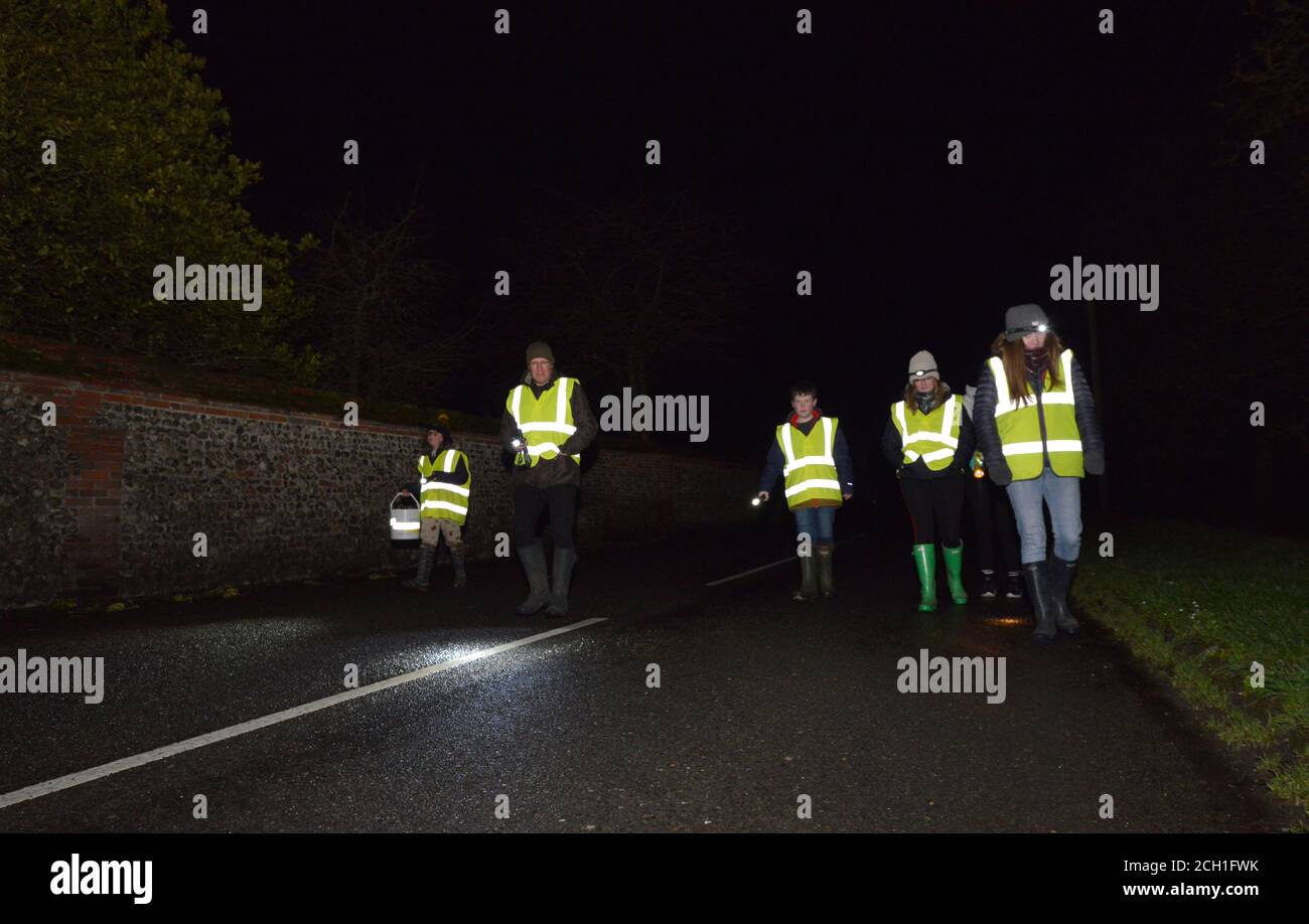 Toad Patrol su una trafficata Hampshire lane. In primavera ogni anno migliaia e migliaia di rospi, rane e tritoni migrare dai loro siti di ibernazione di allevamento Foto Stock