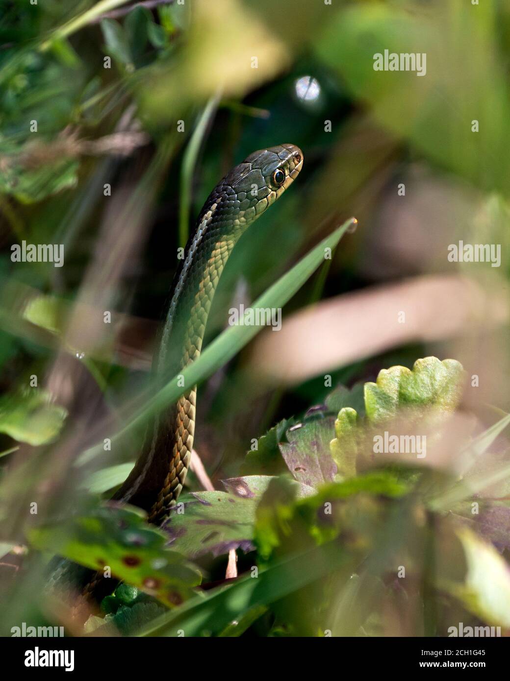 Vista ravvicinata della testa del serpente con primo piano e sfondo di fogliame nel suo ambiente e habitat crogiolandosi alla luce del sole. Foto Stock