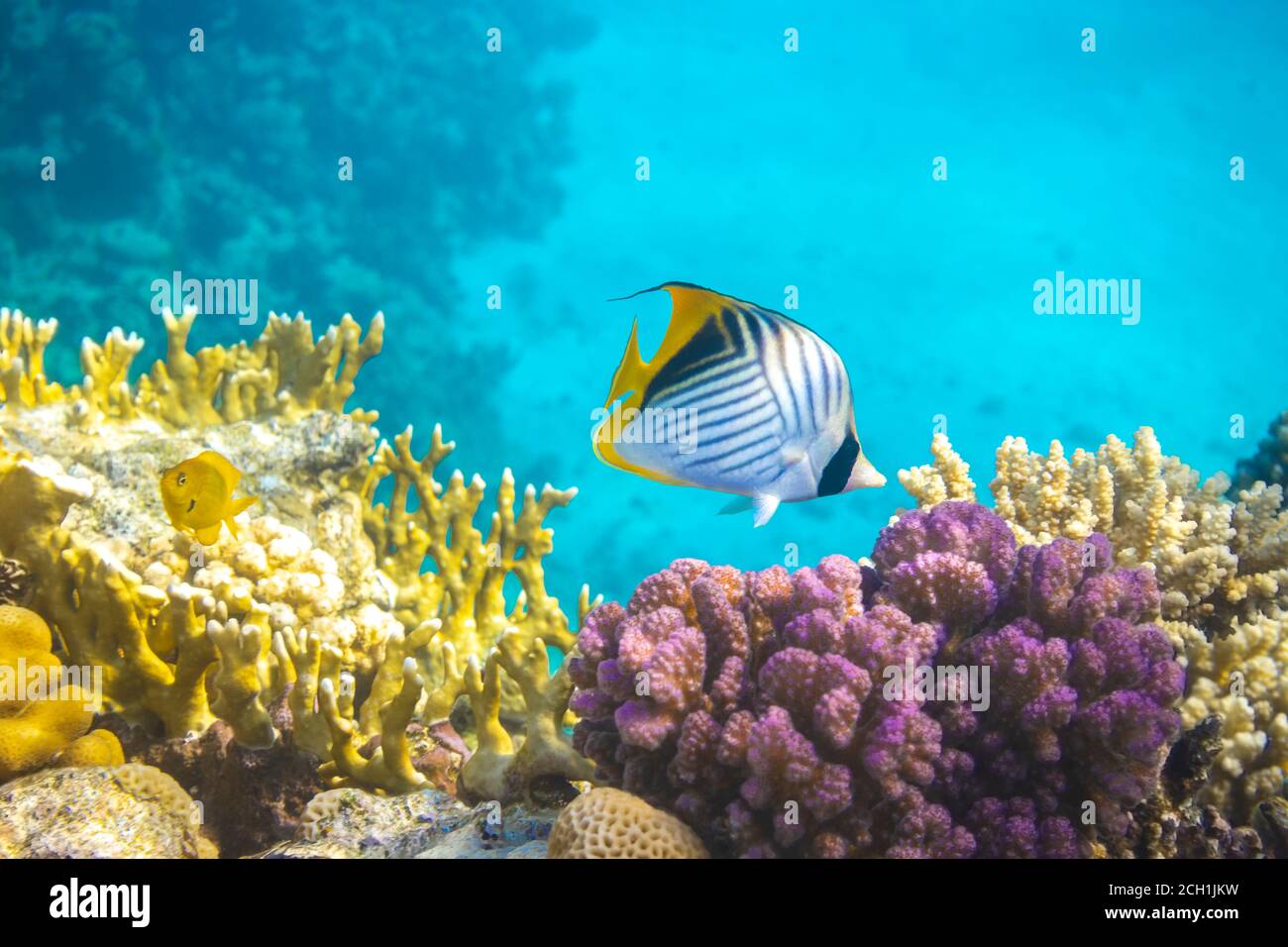 Pesce farfalla vicino Coral Reef nell'oceano sopra la colorata Coral Reef. Frittella di frittella con strisce nere, gialle e bianche. Pesce tropicale in R. Foto Stock