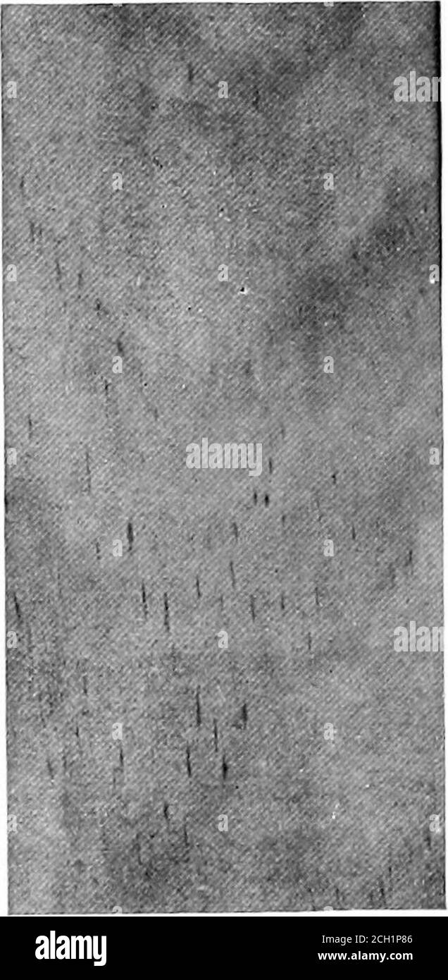 . Legno e foresta . Sezione trasversale, diametri ingranditi 27/^2. Sezione tangenziale,dimensione vita. 74 LEGNO E FORESTA. 9 Pino slasco. Cuban Pine.Piiiu.s caribea Morelet. Piniis hcieropJijjUa (E11.) Sudworth. Pin-US, il classico nome latino: Carihaca si riferisce alle terre dei Caraibi; hcterophyUa si riferisce a due tipi di foglie. j MO. S MlStyALA^ SA Y Foto Stock