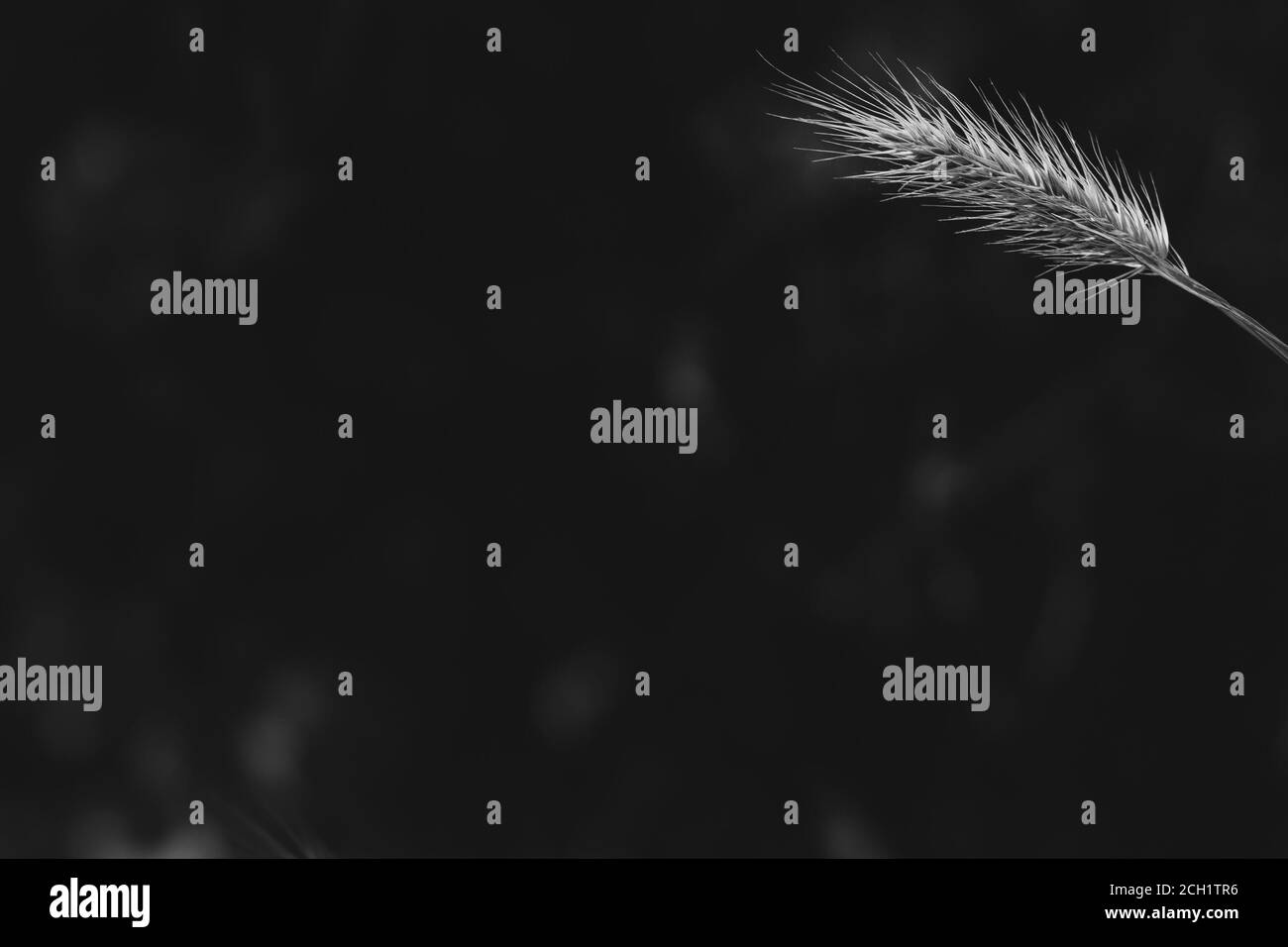 Bianco e nero con sfondo scuro sfocato e primo piano di orzo nell'angolo superiore destro Foto Stock