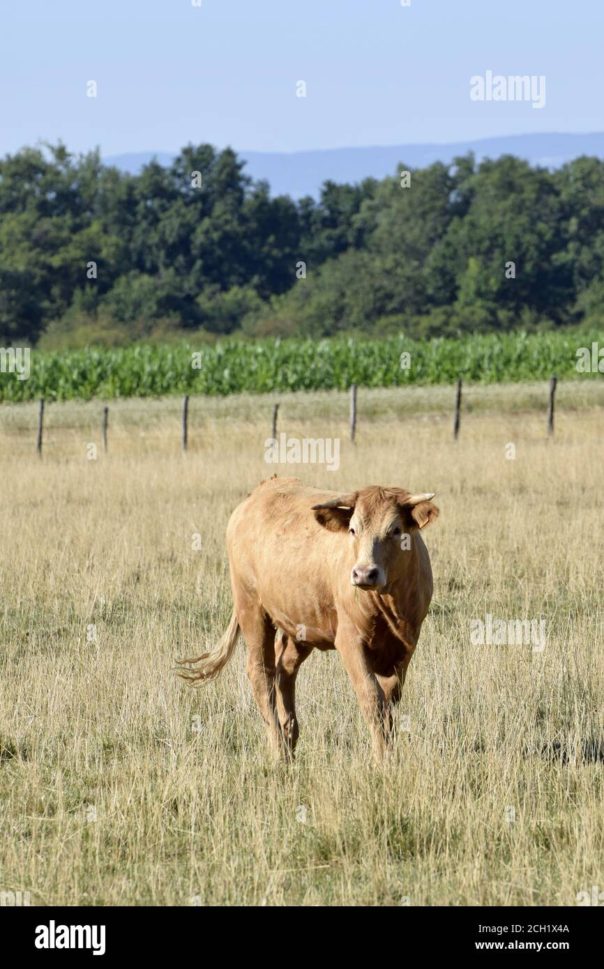 Portrait de génisse Limousine Foto Stock