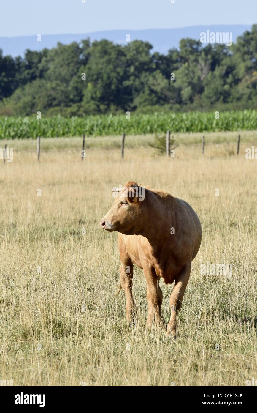 Portrait de génisse Limousine Foto Stock