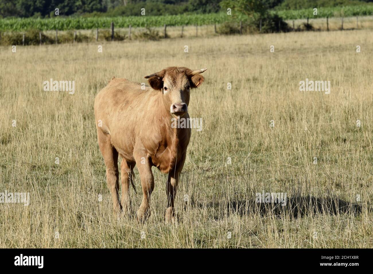 Génisse croisée Limousine - prim'Holstein Foto Stock