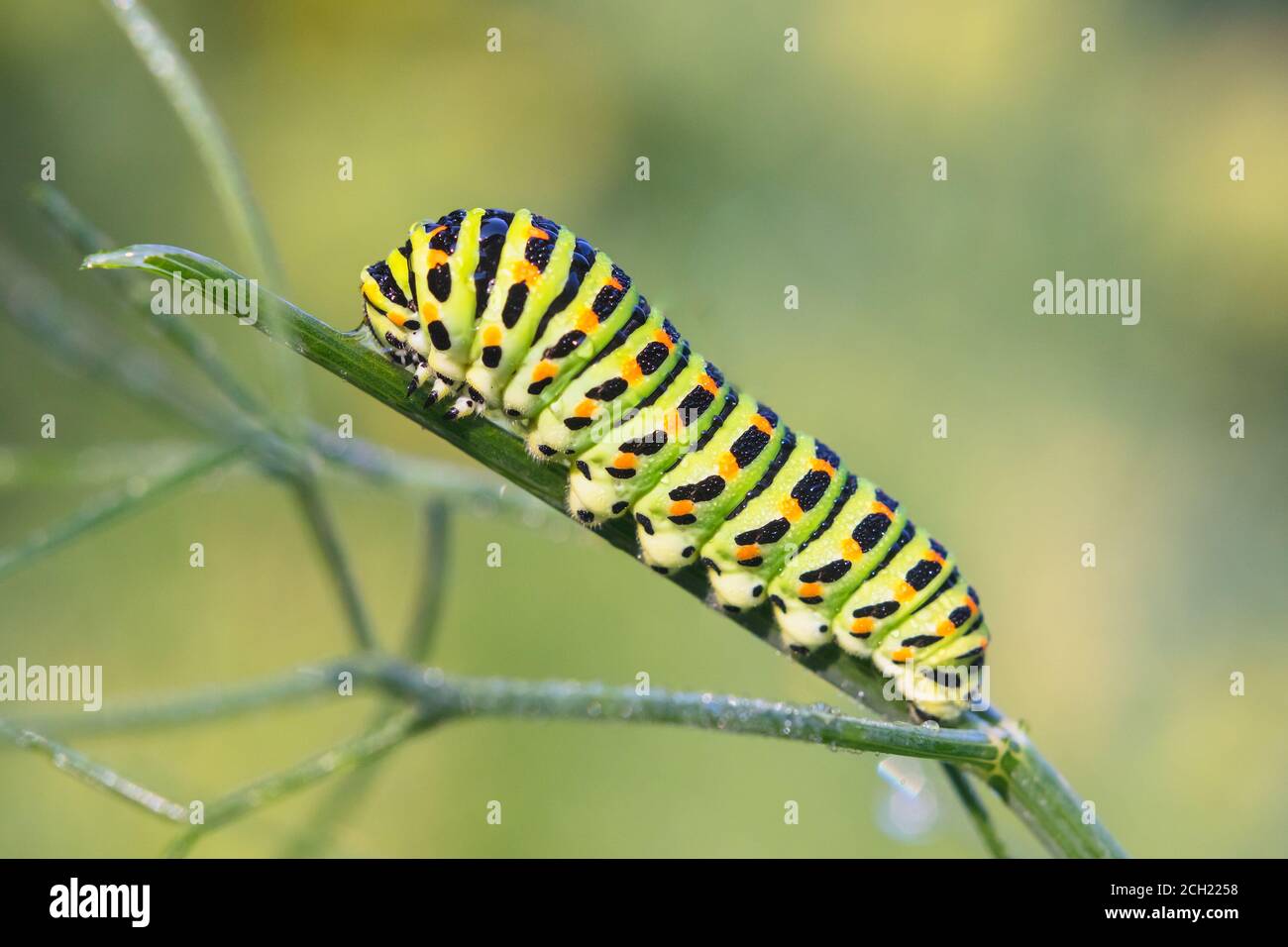 Caterpillar di Papilio machaon - coda di rondine del Vecchio mondo - ON finocchio Foto Stock