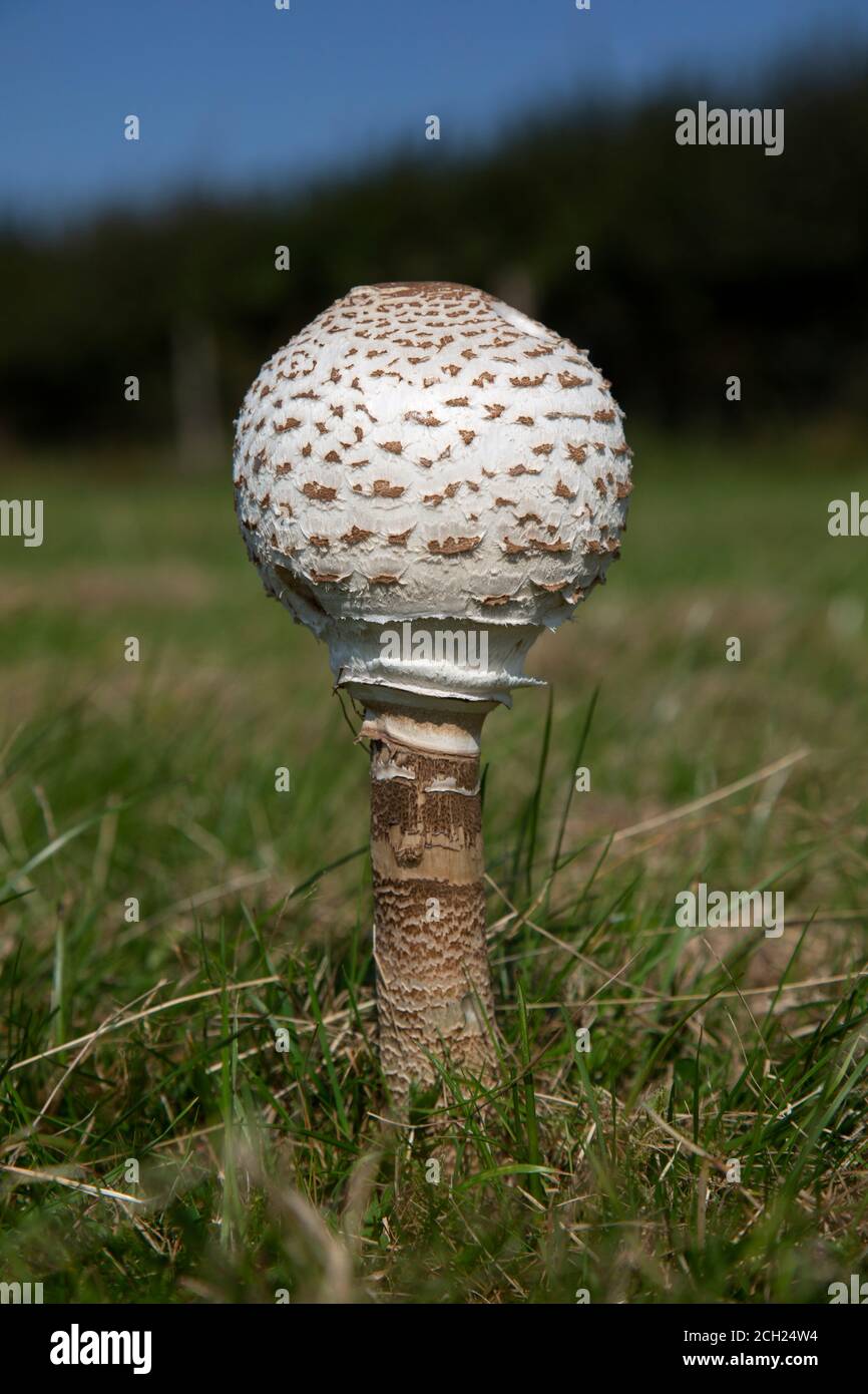 Un Macrolepiota procera chiuso, il fungo del parasolo, è un fungo basidiomicete con un corpo fruttifero grande e prominente che assomiglia ad un parasolo. Foto Stock
