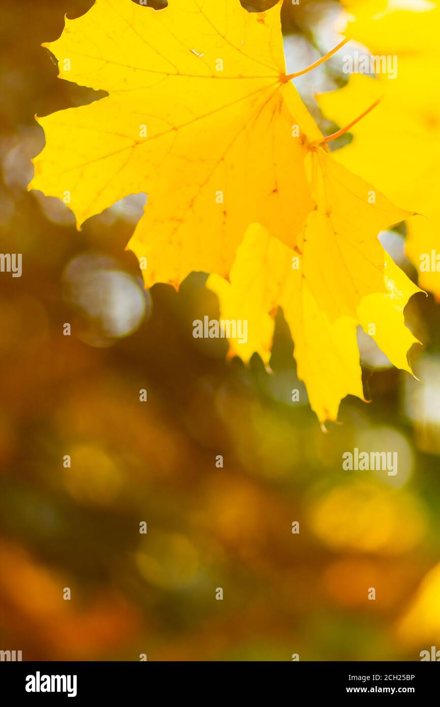 Foglie di acero giallo su sfondo sfocato. Sfondo autunno con foglie d'acero. Sfondi creativi. Spazio di copia Foto Stock