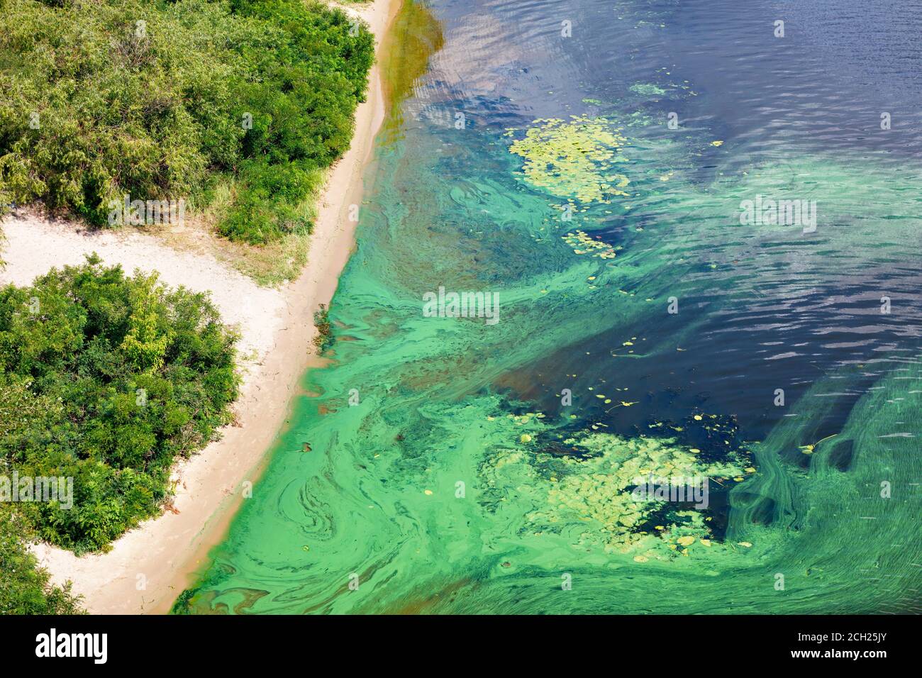 La costa sulla superficie del fiume è coperta da un pellicolo di alghe blu-verdi, spazio di copia. Foto Stock