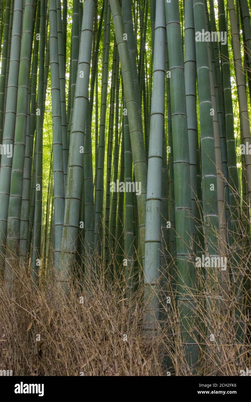 Kyoto / Giappone - 22 giugno 2018: La luce del sole scorre attraverso la Foresta di bambù di Sagano nel distretto di Arashiyama di Kyoto. Foto Stock