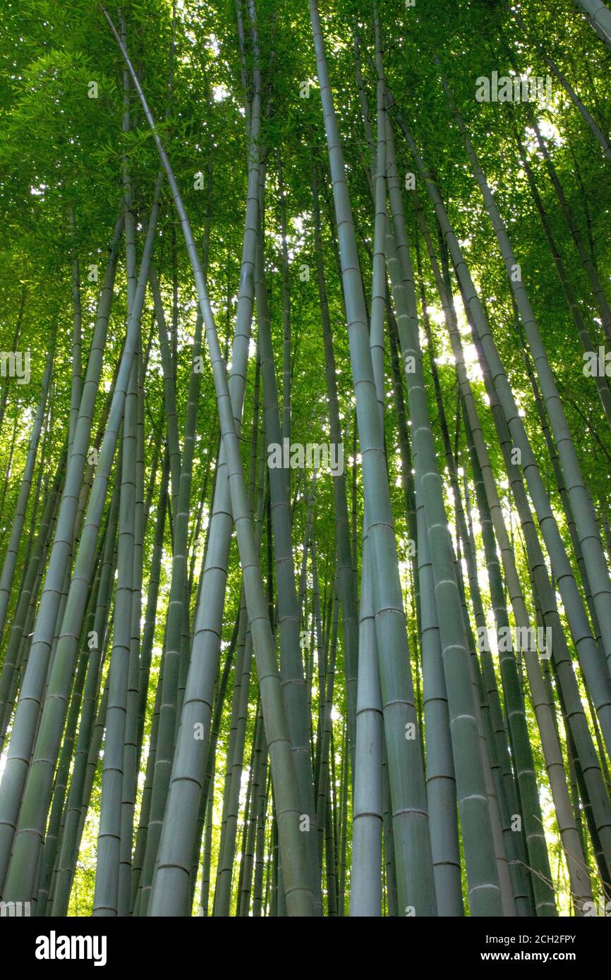 Kyoto / Giappone - 22 giugno 2018: La luce del sole scorre attraverso la Foresta di bambù di Sagano nel distretto di Arashiyama di Kyoto. Foto Stock