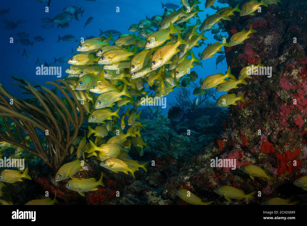 Enormi gruppi di grugnole francesi (Haemulon flavolineatum) Sul sito di immersione One Step Beyond, fuori Sint Maarten Foto Stock