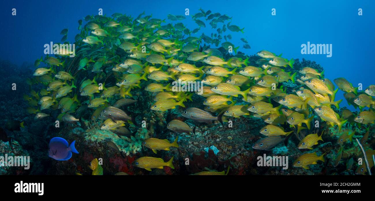 Enormi gruppi di grugnole francesi (Haemulon flavolineatum) Sul sito di immersione One Step Beyond, fuori Sint Maarten Foto Stock