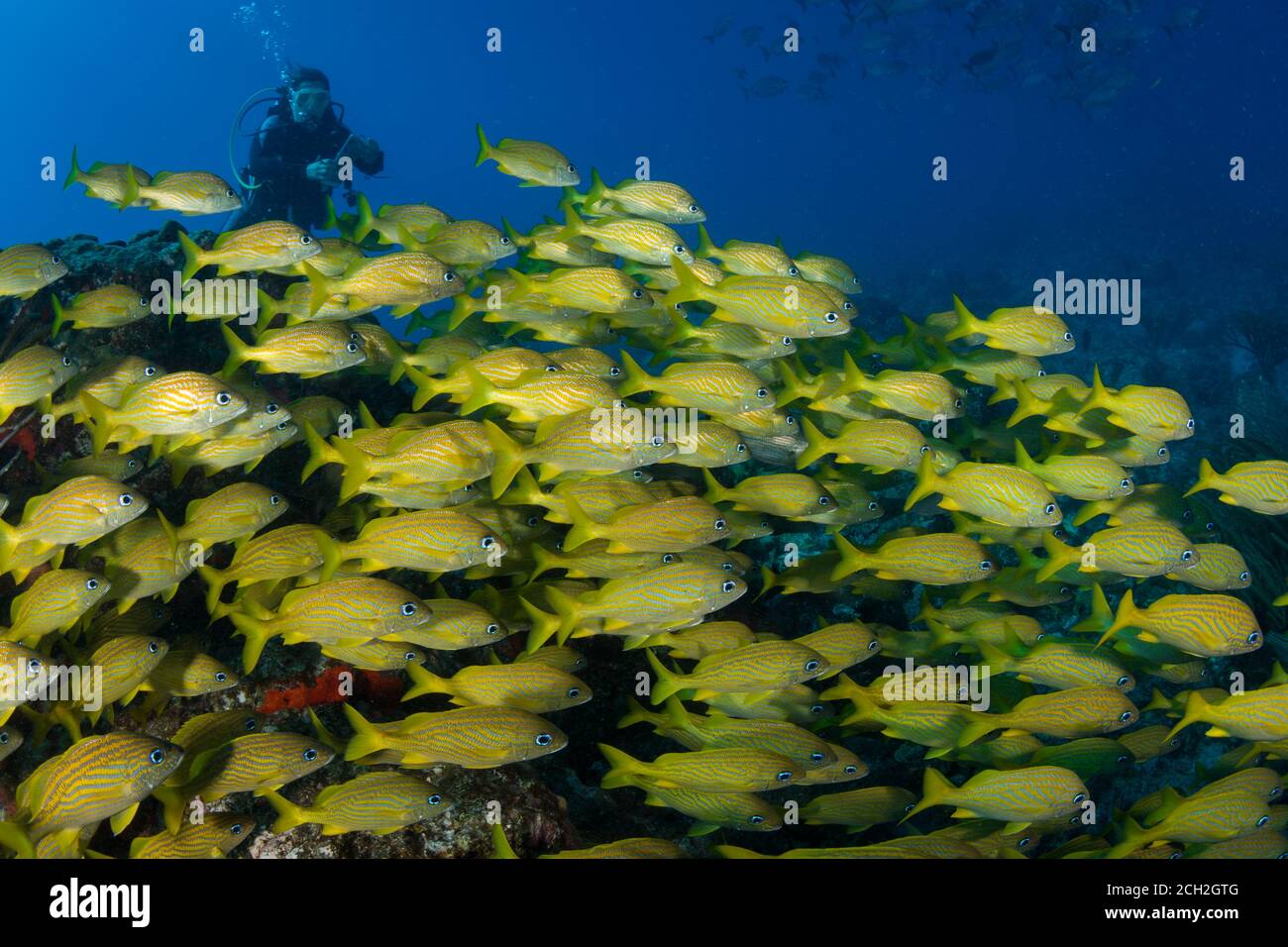 Enormi gruppi di grugnole francesi (Haemulon flavolineatum) Sul sito di immersione One Step Beyond, fuori Sint Maarten Foto Stock