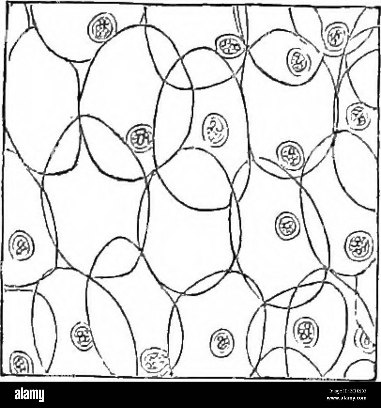 . La pianta, un'illustrazione della vita organica dell'animale. Cellule di un porro, dopo Quekett. u, nucleo; i, nucleolo. Una sfera, il citoblasto che forma il suo lato piatto e le pareti della vescicola la sua superficie convessa. La vescicola continua ad espandersi fino a che a lungo il citoblasto da cui esso ori- 5* 54 I TESSUTI OP DELLE PIANTE gelate, appare ma come un piccolo corpo opaco, -whicli è posizionato esternalmente, o attaccato ad una delle sue pareti. Così, secondo Schleiden, il citoblasto o nucleusvisibile nella cellula, ha originato la cellula stessa. Raramente, tuttavia, che il citoblasto rimane Foto Stock