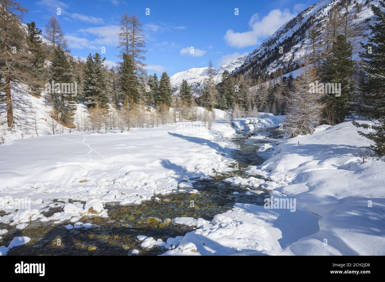 Paesaggio innevato con il fiume Roseg e una foresta di larici, la valle di Roseg, Pontresina, cantone di Grigioni, Engadina, Svizzera Foto Stock