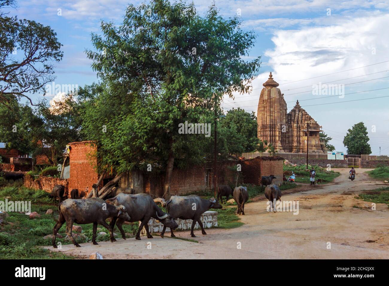 Khajuraho, Madhya Pradesh, India : UNA mandria di bufali cammina oltre il Tempio di Vamana (1050-75) parte del gruppo orientale del sito patrimonio mondiale dell'UNESCO Foto Stock