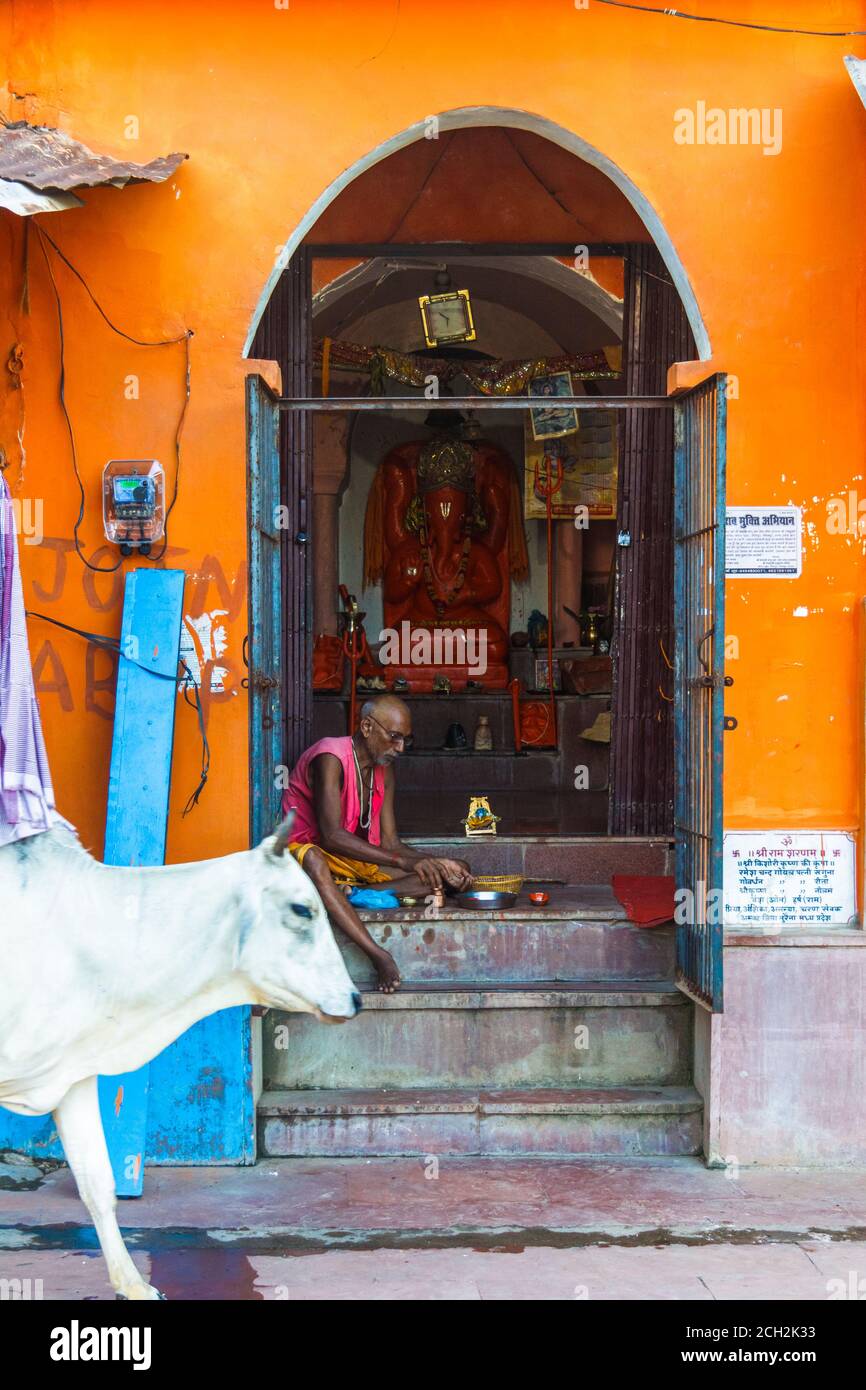 Chitrakoot, Madhya Pradesh, India : UNA mucca passa davanti a un prete seduto fuori da un piccolo tempio di Ganesh. Foto Stock
