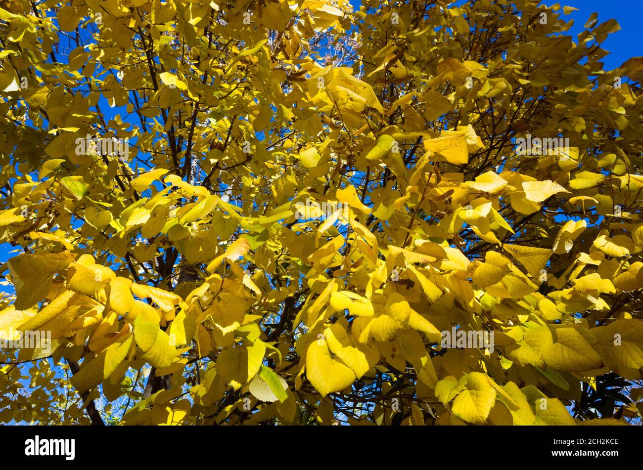 Cornice completa di foglie autunnali di yello su un albero. Granada, Spagna Foto Stock