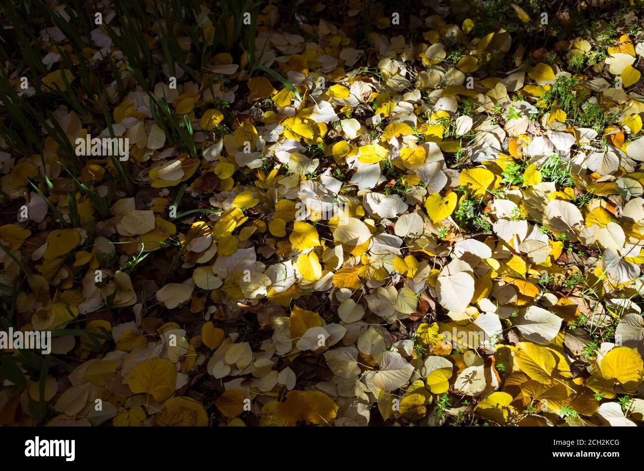 Cornice completa di foglie giallastre autunnali a terra. Granada, Spagna Foto Stock