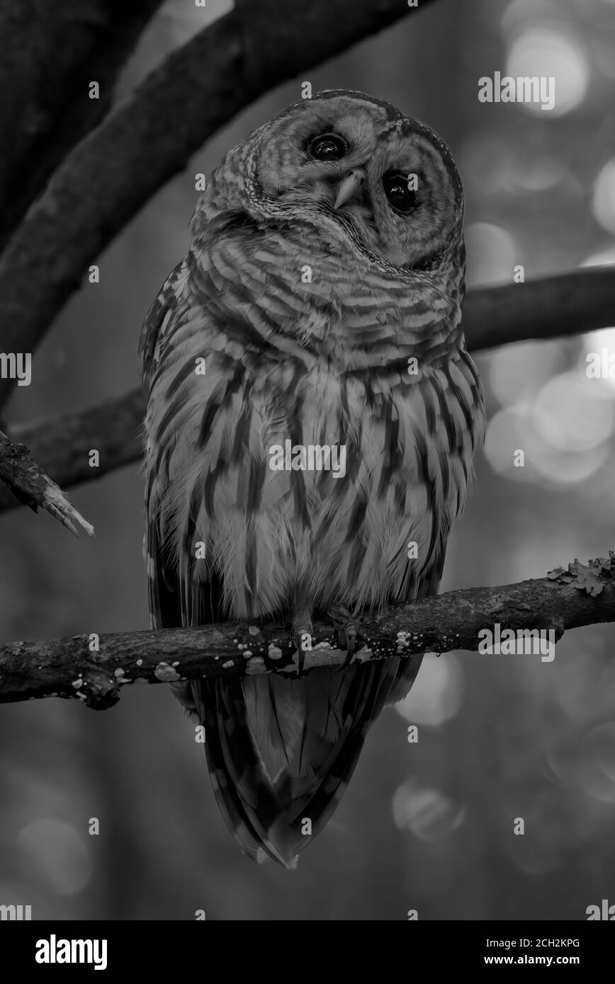 Barred Owl in monocromo arroccato su Branch in Great Swamp National Wildlife Refuge Foto Stock