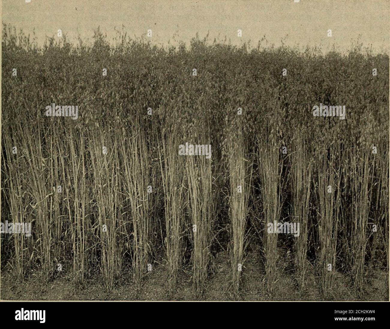 . Le terre fertili del Colorado e del New Mexico settentrionale .. . Un Giardino della cucina, Alamosa LE TERRE FERTILI DEL COLORADO 49. Una fine Stand of Oats nella Valle di San Luis, vicino a Mosca MONTE VISTA-DEL NORTE la Valle di San Luis ha una forma a ciotola, con Alamosa al centro, almostat il punto più basso, e la terra che sale in ogni direzione. Sui pendii alti il terreno è più grossolano che più basso, e questa natura grossolana, con pendenza terapeuta, gli dà rapido drenaggio. La prima azienda agricola di grande successo nella valle di San Luis fu effettuata aboutdel Norte e Monte Vista, sul Rio Grande del Norte, vicino a dove si trova Foto Stock