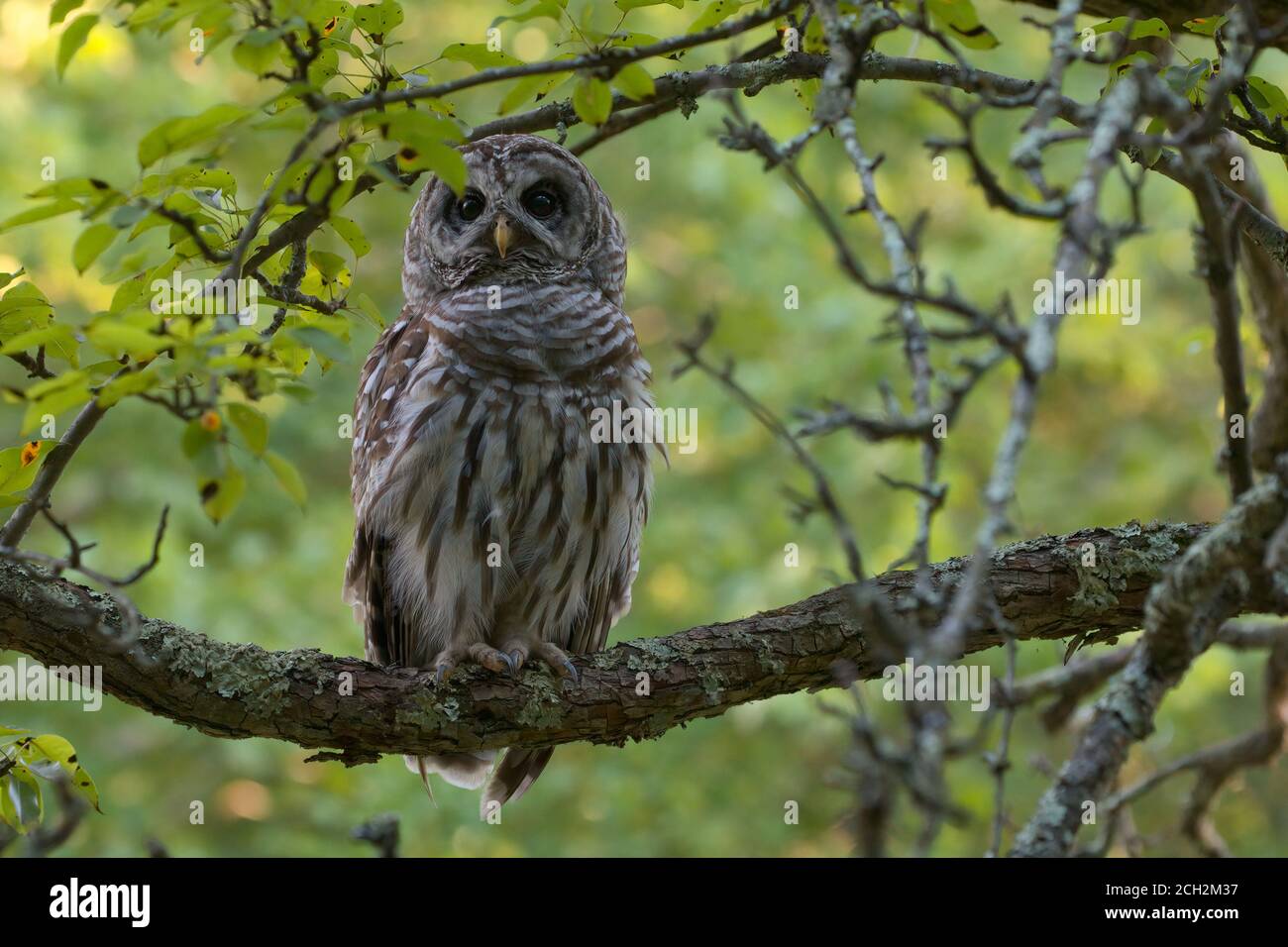 Barred Owl arroccato su Branch nella Great Swamp National Wildlife Rifugio Foto Stock