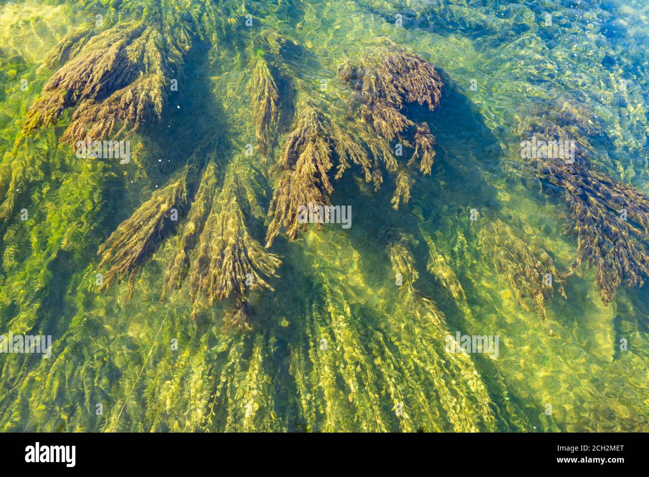 Incredibili foreste sottomarine di kelp sotto le acque cristalline del Lago superiore di Zurigo (Obersee) lungo Holzsteg, Rapperswil, San Gallo, Svizzeran Foto Stock