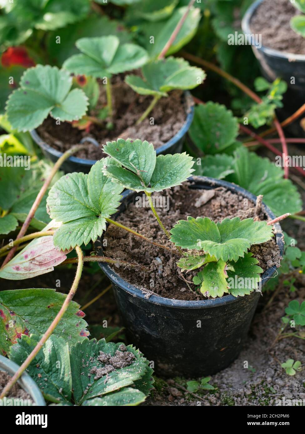 Propagare fragole da runner di piante da radicarli in un pentola Foto Stock