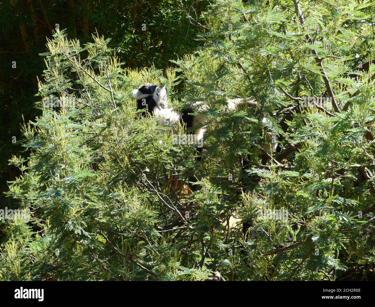 Lemur vari poggiato su rami di albero. Nero e bianco ruffed lemur Kerr. Varecia variegata è endemica dell'isola del Madagascar. Famiglia Lemuridae Foto Stock