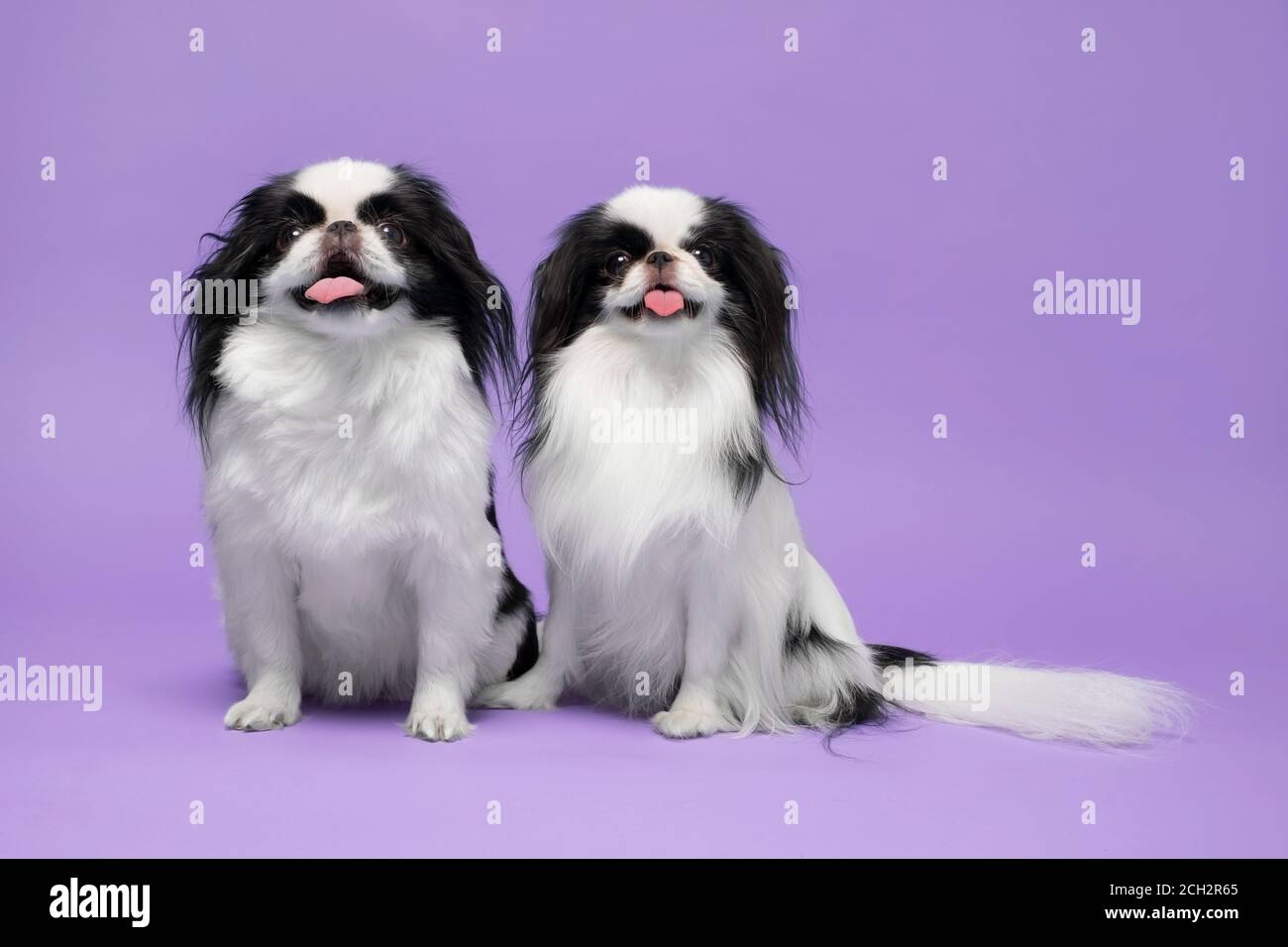 Cute giapponese Chin su sfondo viola. Scatto in studio Foto Stock