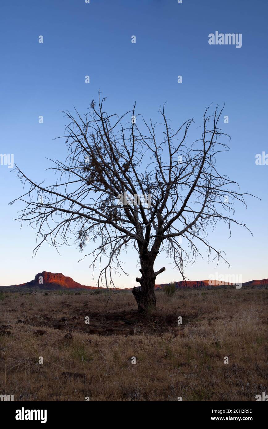 Albero spazzolato silohuetted contro cielo di mattina nel deserto dell'Oregon, vicino John Day River, Oregon, Stati Uniti Foto Stock