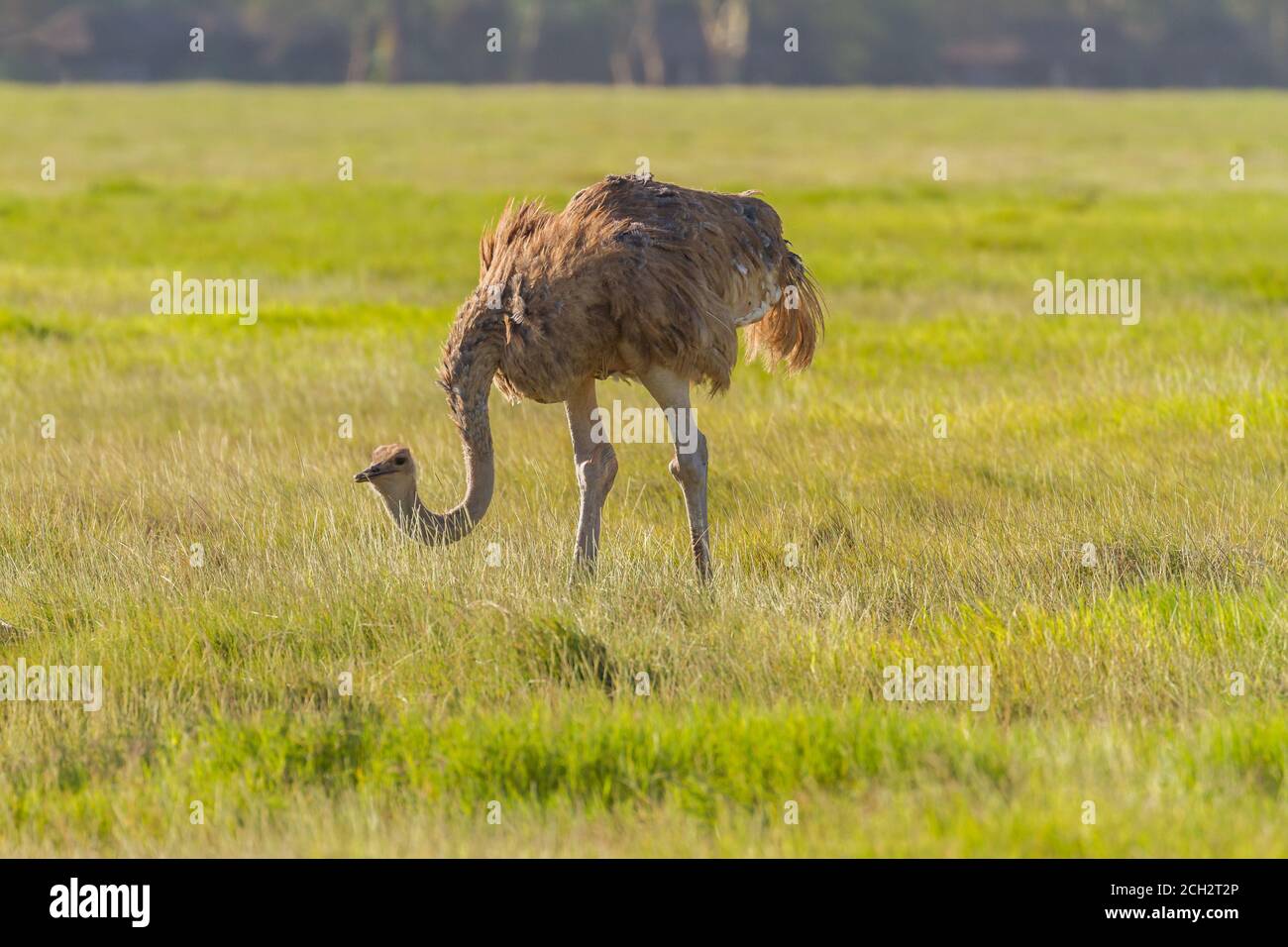 Struzzo comune, Struthio camelus, femmina con piumaggio marrone chiaro, erba da pascolo nel Parco Nazionale di Amboseli, Kenya, Africa. Uccello grande selvaggio senza luce Foto Stock