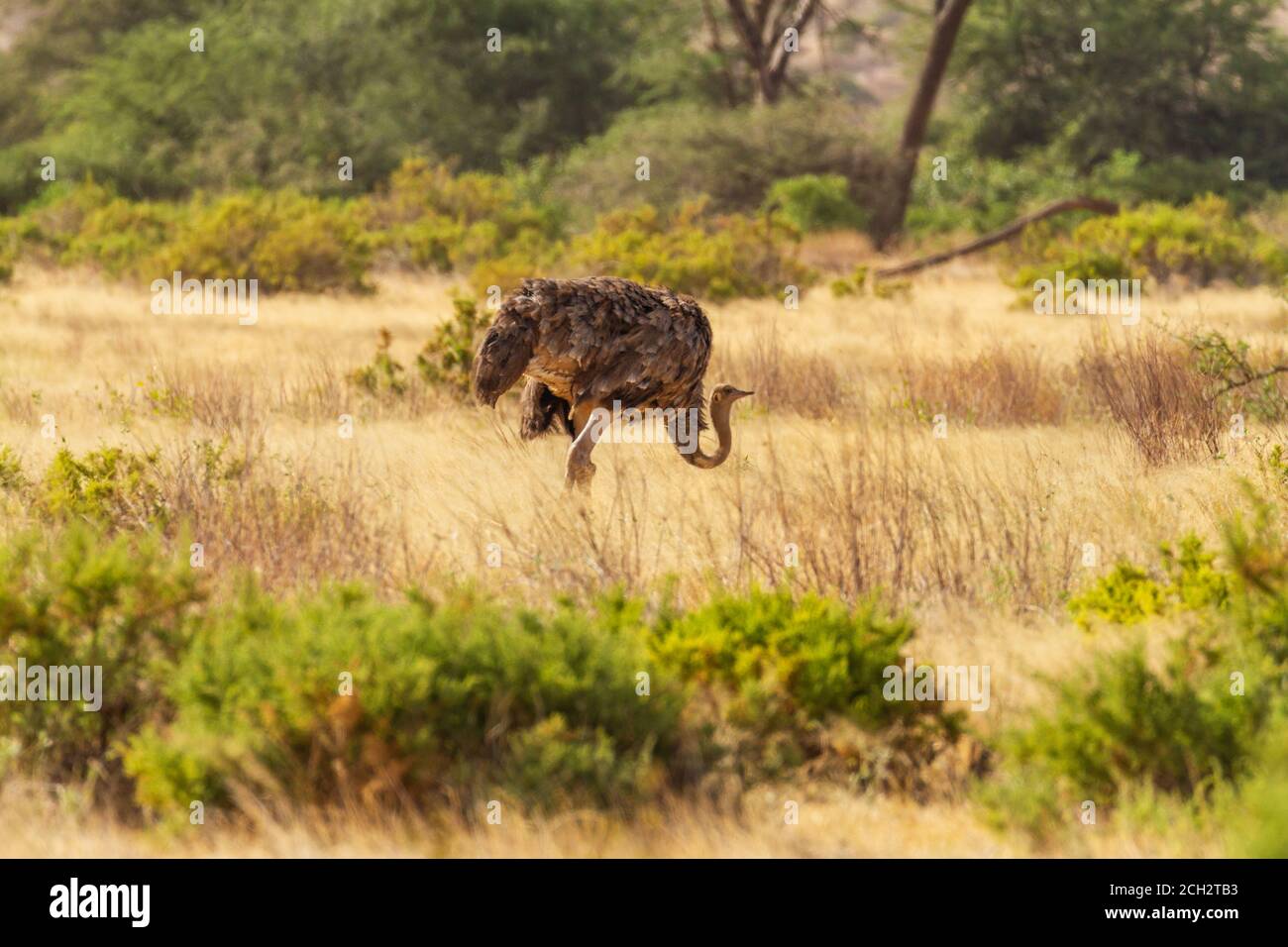 Struzzo, Struthio camelus, femmina con impressionanti piume marrone chiaro, nella Riserva Nazionale di Samburu, Kenya, Africa. Asciutto giallo macchia paesaggio cespuglio Foto Stock