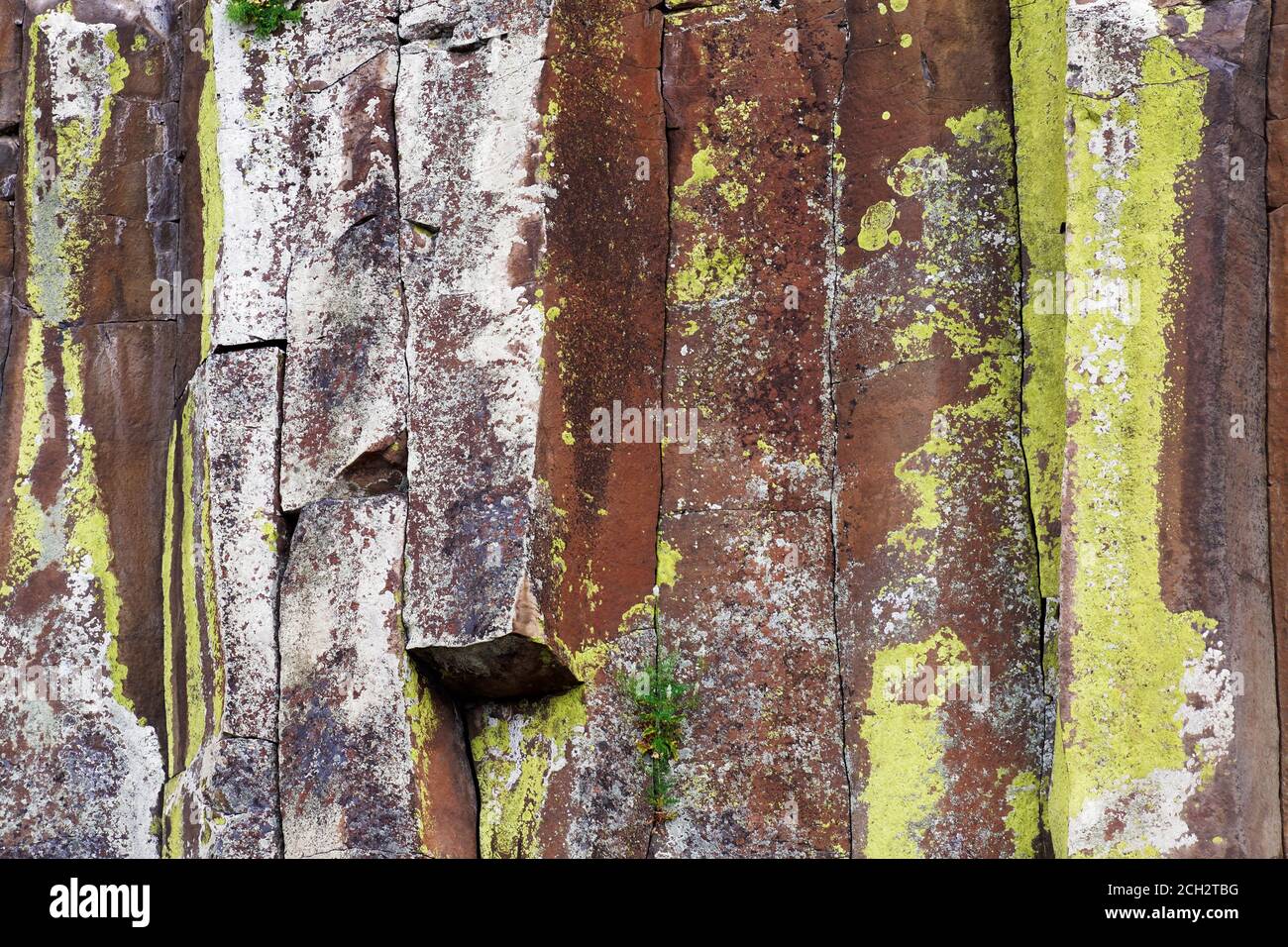 Licheni gialli e bianchi che crescono su rocce basaltiche colonnari, John Day River, deserto centrale dell'Oregon, Stati Uniti Foto Stock