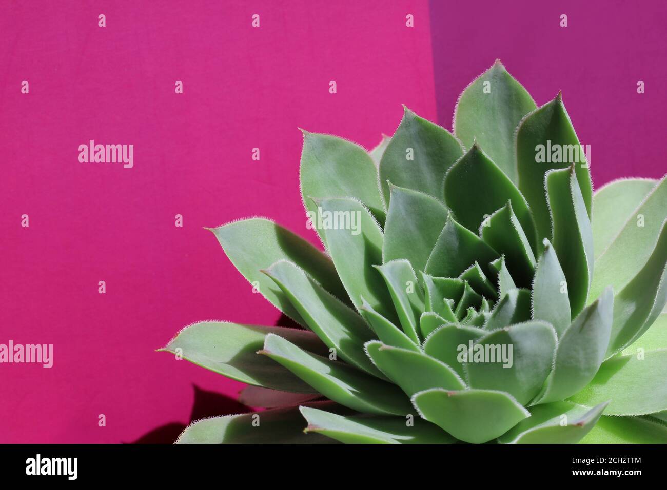 Una pianta succulenta sempervivum verde grigio su sfondo viola rosa brillante. In primo piano, fuoco selettivo, con copyspace a sinistra. Foto Stock