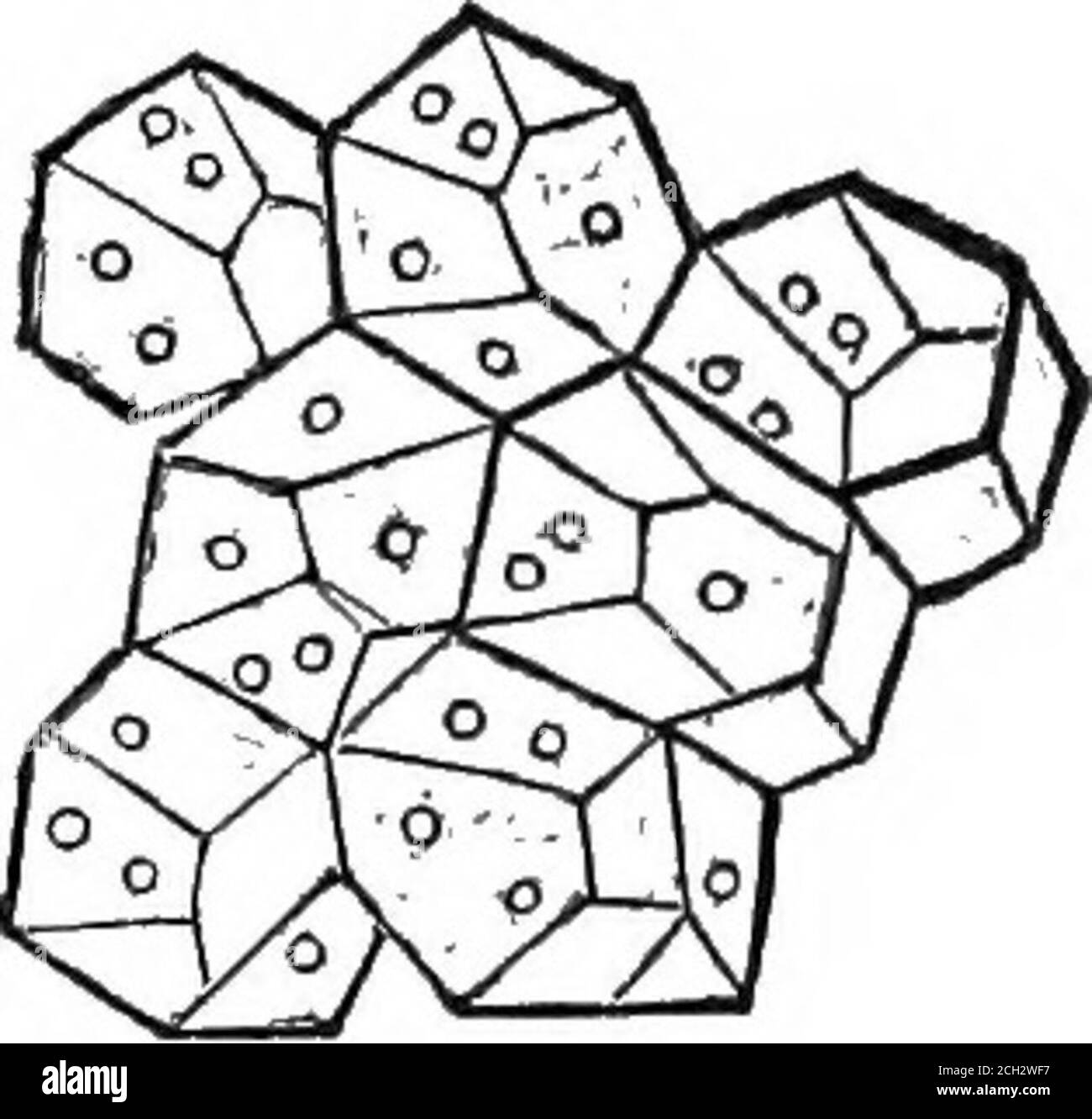 . La pianta, un'illustrazione della vita organica dell'animale. Tessuti patto dell'epidermide e il parenchima delle theleaves sono angolari e poliedri. Nel numero maggiore di casi ogni utricolo è compresso nella forma di dodecaedro, e quindi presenta necessariamente una cavità litleesagonale quando vista in sezione. Occasionalmente le cellule thedodododecaedriche si sviluppano con la maggiore regolarità geometrica; più frequentemente, tuttavia, sono estremamente irre-gulari in profilo, alcune delle loro pareti che crescono a dismisura delle altre, che diventano così notevolmente ridotte in dimensioni o anche suppres Foto Stock