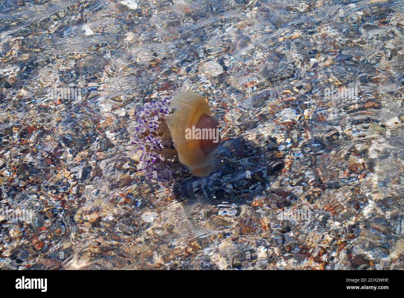Cotylorhiza tuberculata - Pesce di Jellyfish fritto nel Mar Mediterraneo, Grecia, Kalamos Beach Foto Stock