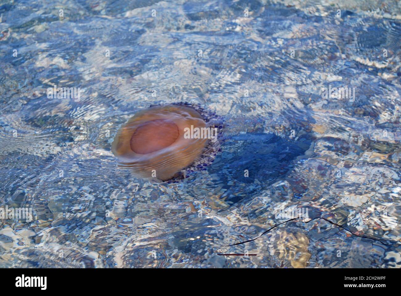 Cotylorhiza tuberculata - Pesce di Jellyfish fritto nel Mar Mediterraneo, Grecia, Kalamos Beach Foto Stock