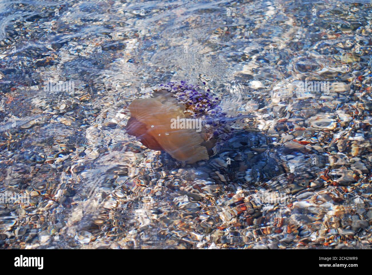 Cotylorhiza tuberculata - Pesce di Jellyfish fritto nel Mar Mediterraneo, Grecia, Kalamos Beach Foto Stock