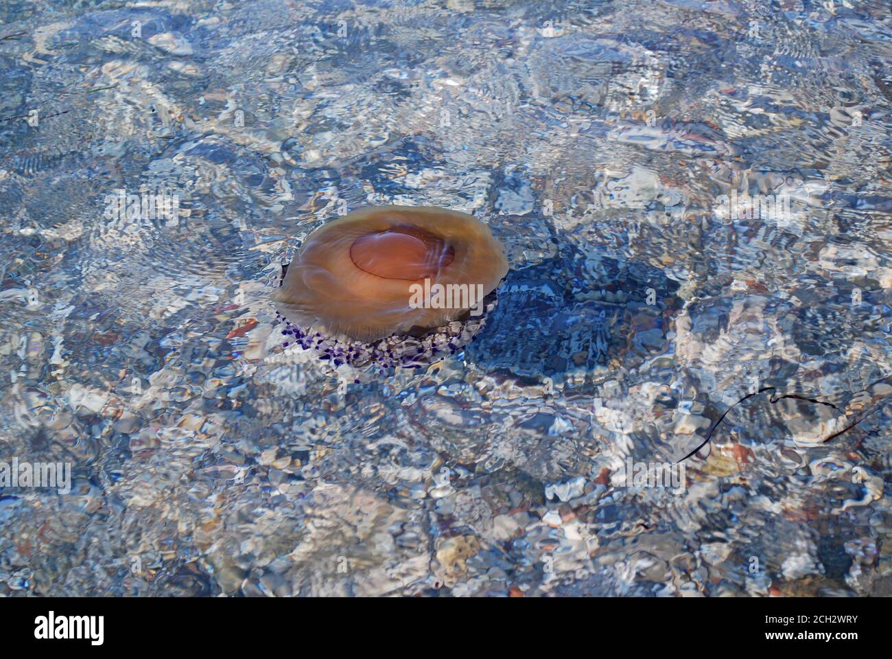 Cotylorhiza tuberculata - Pesce di Jellyfish fritto nel Mar Mediterraneo, Grecia, Kalamos Beach Foto Stock