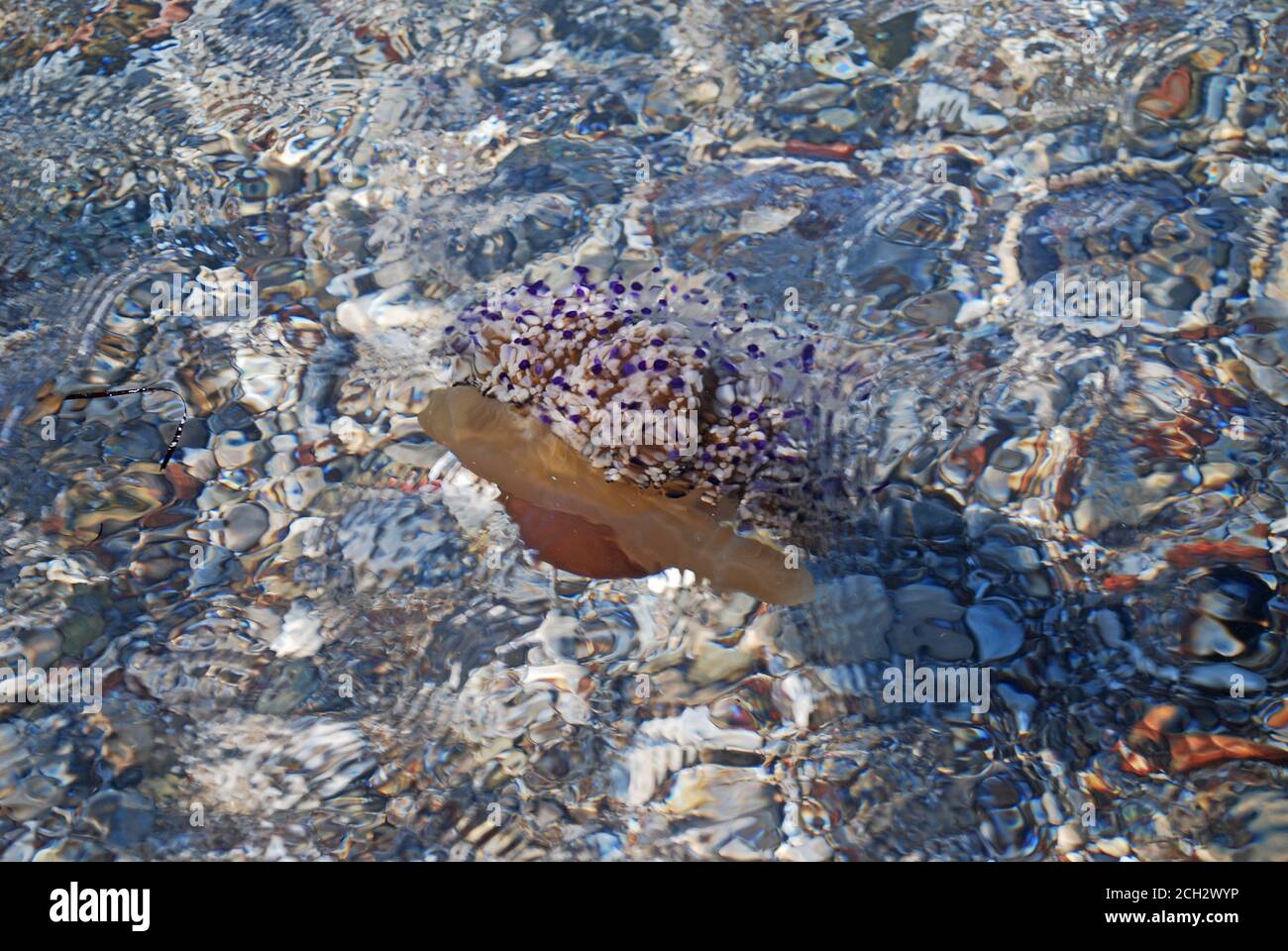 Cotylorhiza tuberculata - Pesce di Jellyfish fritto nel Mar Mediterraneo, Grecia, Kalamos Beach Foto Stock