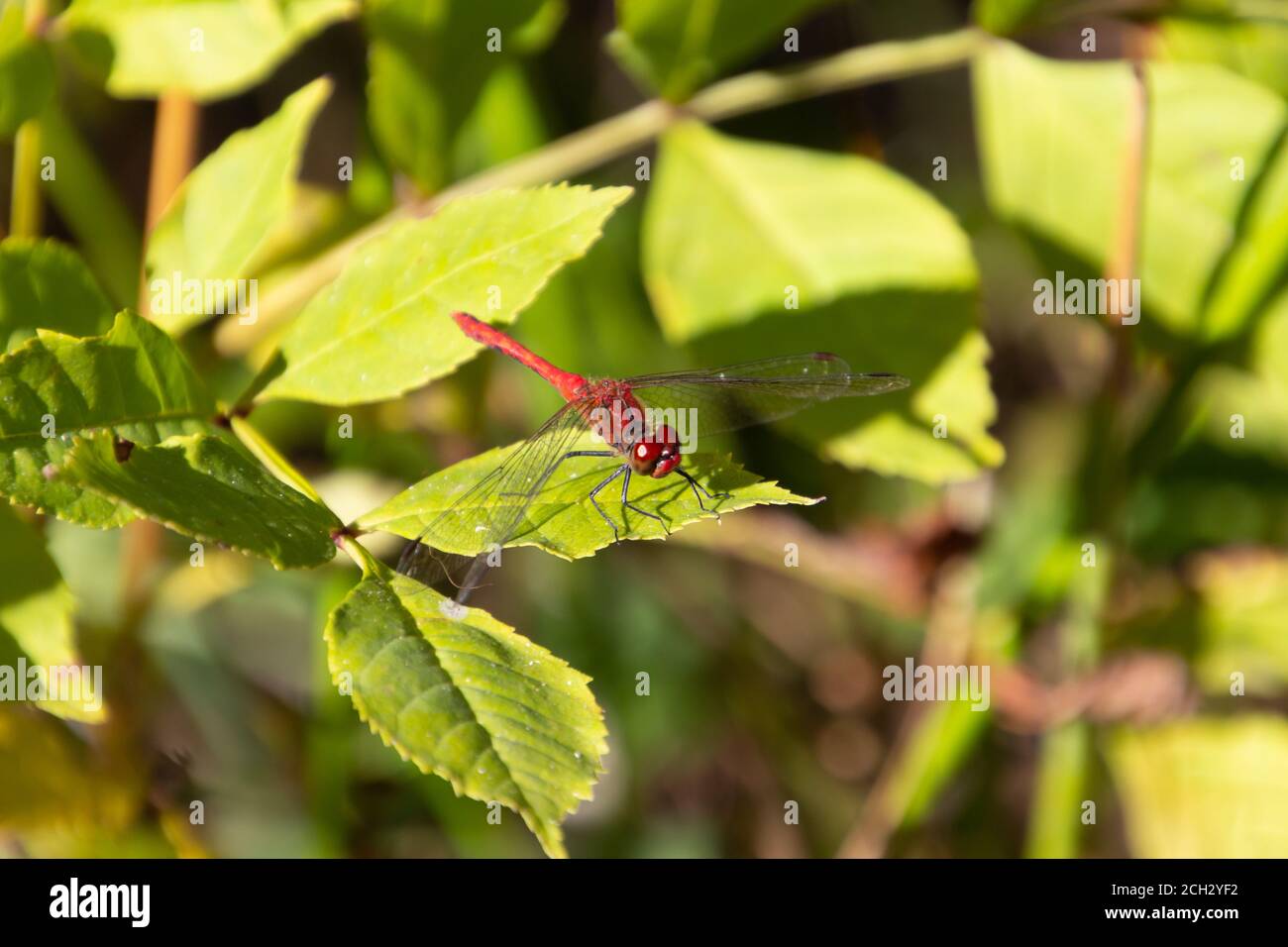 Primo piano di un dragonfly scarlatto darter, chiamato anche Crocotemis erythraea o Feuerlibelle Foto Stock