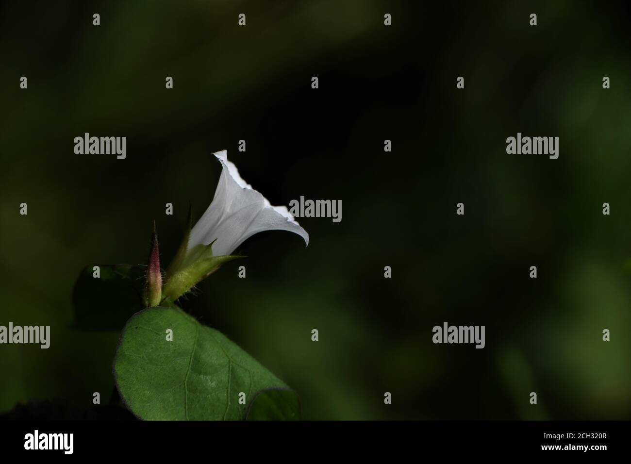 Un delicato fiore bianco su vite a bindweed. Foto Stock