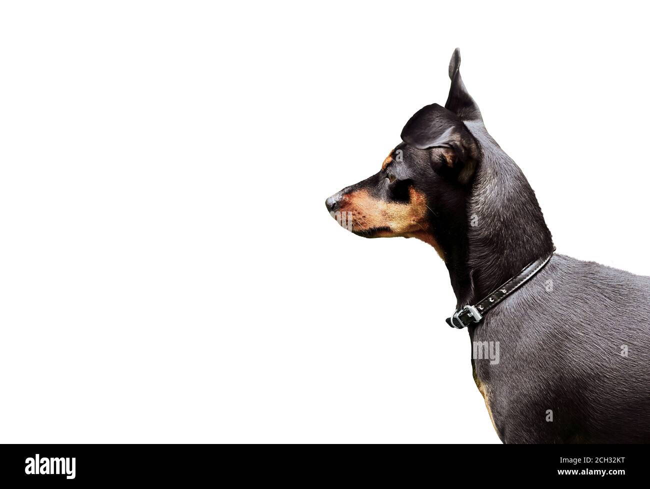 Cane doberman pinscher nano amico animale Foto Stock