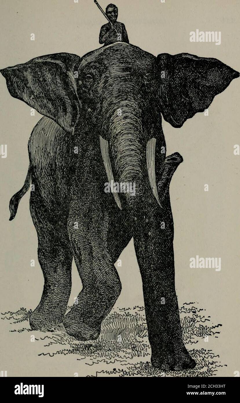 . La scienza delle ferrovie . I primi vettori. Africa centrale e le parti del sud, sud-ovest e sud-est del paese, compreso Abyssinia. Quella parte abbracciata in Egitto, Algeri, Marocco e Tunisi è menzionata altrove. -.^-v.^^=a^^^:^^^^2&gt;- mentre le razze coltivate della penisola indiana hanno utilizzato da tempo il teelefante, i selvaggi dell'Africa centrale, tranne che in casi infrequenti e indisoliati, non hanno fatto alcun tentativo di domare e utilizzare questo animale da nobilitato. Hanno però conosciuto il valore commerciale dei suoi zuschi, per ottenerli sono stati nell'abitudine della caccia Foto Stock