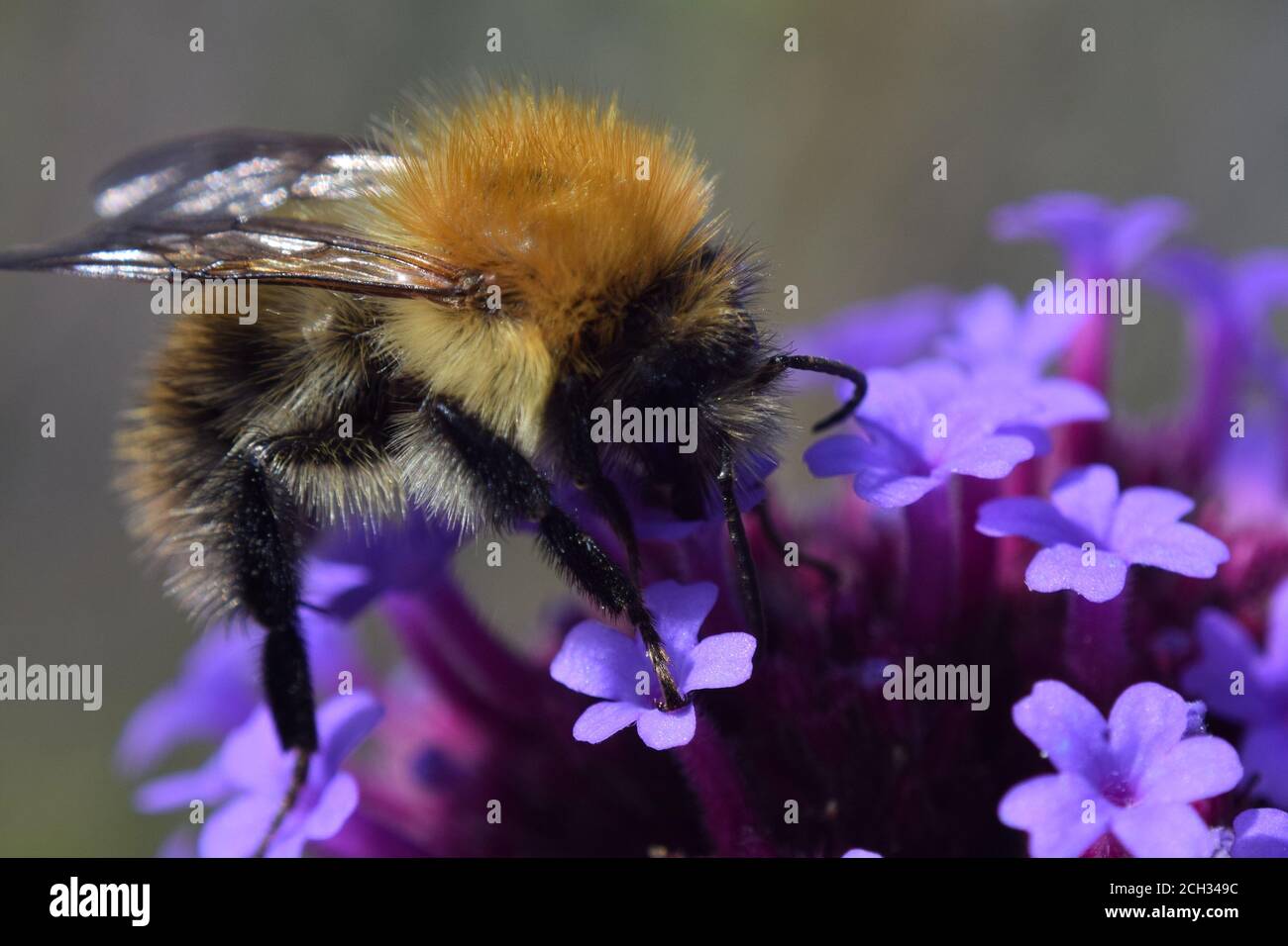 Primo piano di carder Bumble Bee su fiori Foto Stock