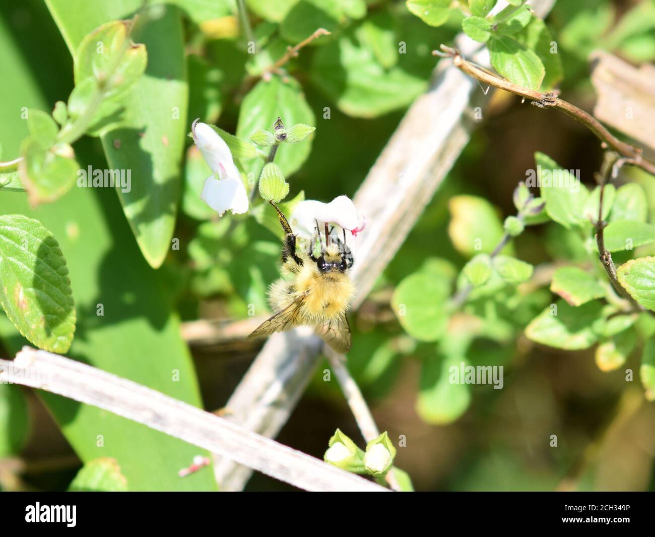 cucù bumblebee su un fiore Foto Stock
