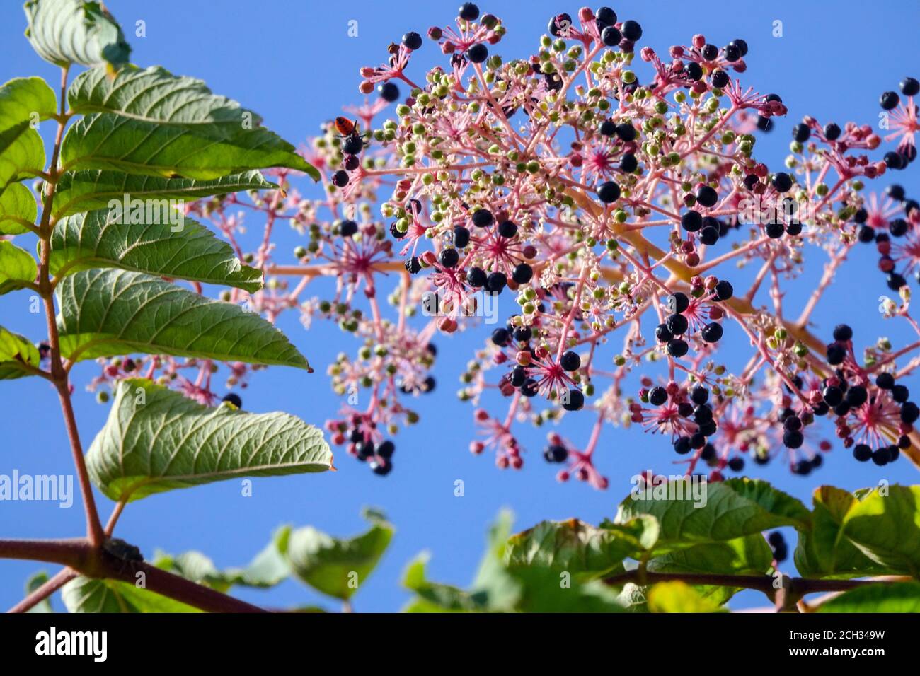 Giapponese Angelica Tree Aralia elata che guarda verso le piante del cielo Foto Stock